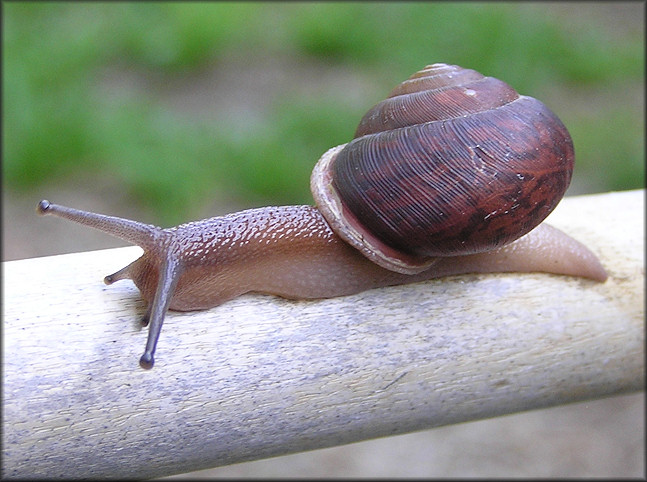 Neohelix solemi Emberton, 1988 Coastal Whitelip