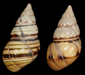 Liguus fasciatus laureani de la Torre Paratypes