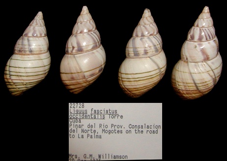 Liguus fasciatus occidentalis de la Torre