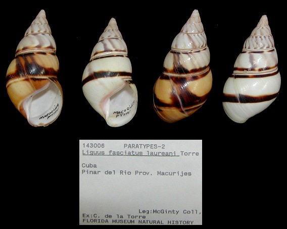 Liguus fasciatus laureani de la Torre Paratypes