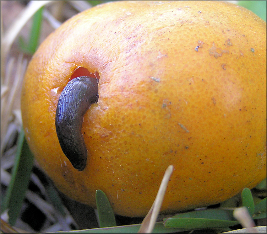 Deroceras laeve (Müller, 1774) Meadow Slug Feeding On Downed Tangerine