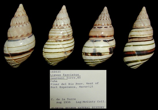 Liguus fasciatus laureani de la Torre