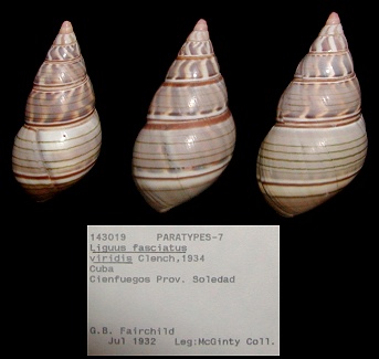 Liguus fasciatus viridis Clench, 1934 Paratypes