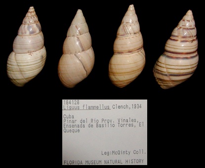 Liguus flammellus Clench, 1934