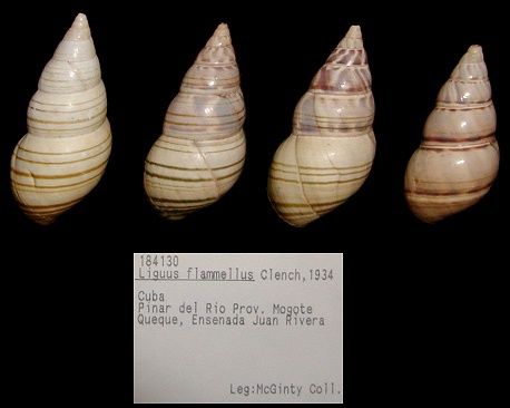 Liguus flammellus Clench, 1934