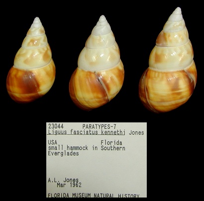Liguus fasciatus kennethi Jones, 1979 Paratypes