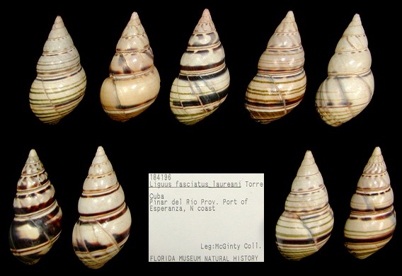 Liguus fasciatus laureani de la Torre