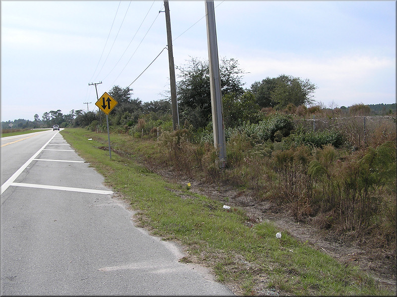 West side of Pacetti Road where the live Daedalochila subclausa were found - looking South