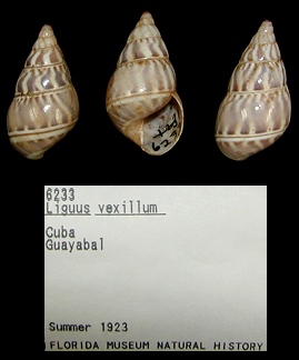 Liguus vexillum