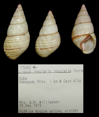 Liguus insularis insularis de la Torre