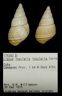 Liguus insularis insularis de la Torre