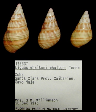 Liguus whaltoni whaltoni de la Torre