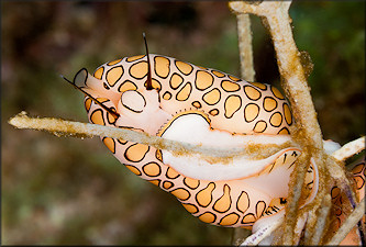 Cyphoma gibbosum (Linnaeus, 1758) Flamingo Tongue