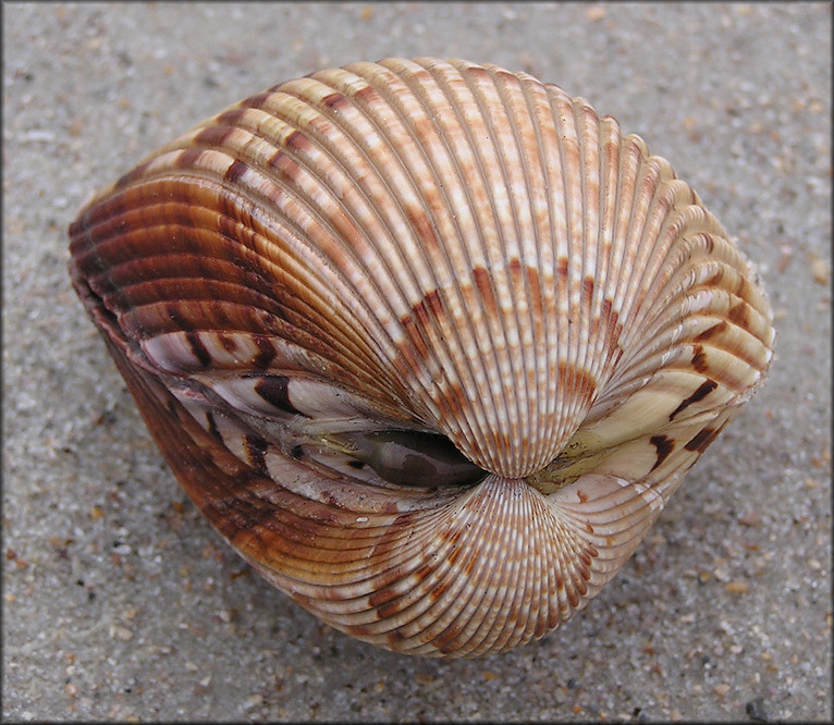 Dinocardium robustum (John Lightfoot, 1786) Atlantic Giant Cockle