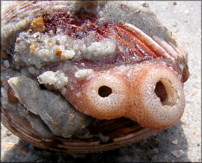 Dinocardium robustum (John Lightfoot, 1786) Atlantic Giant Cockle