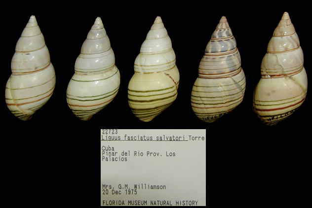 Liguus fasciatus salvatori de la Torre,1953