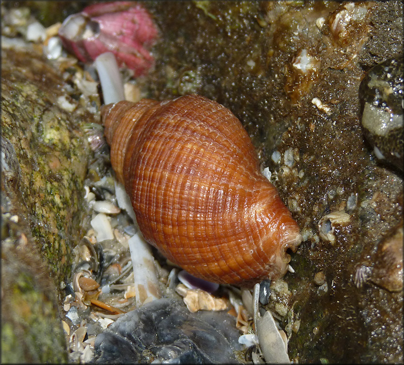 Stramonita haemastoma (Linnaeus, 1767) Florida Rocksnail