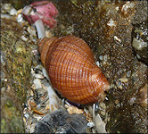 Stramonita haemastoma (Linnaeus, 1767) Florida Rocksnail Living Color Variety