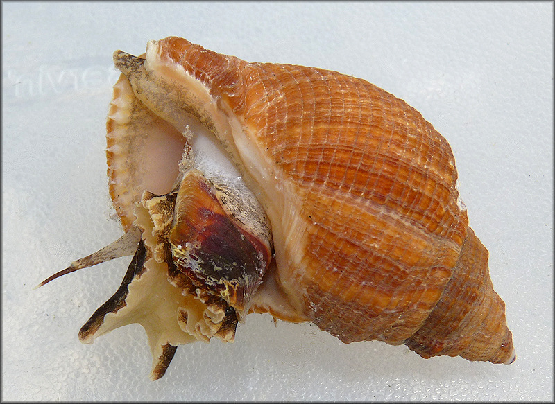 Stramonita haemastoma (Linnaeus, 1767) Florida Rocksnail Color Variety