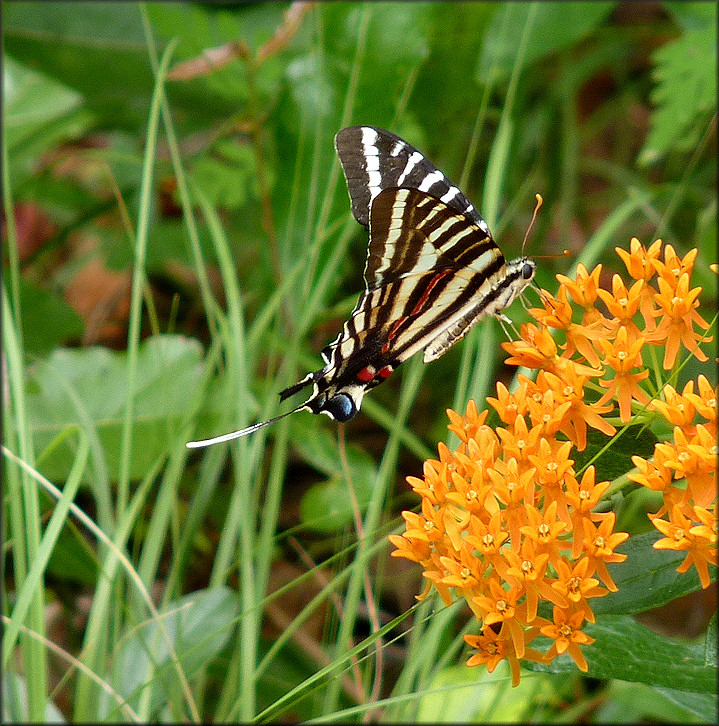 Zebra Swallowtail [Eurytides marcellus]