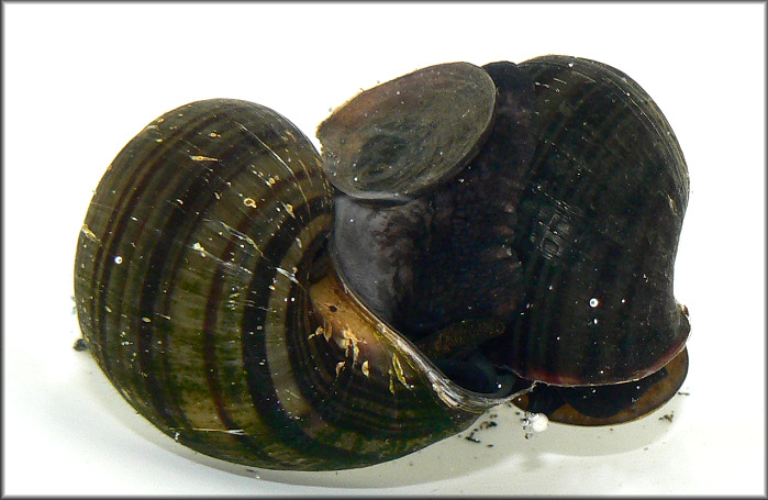 Pomacea diffusa mating pair (male on the left)