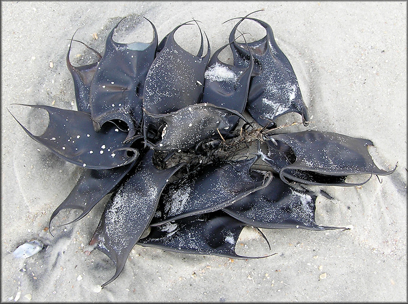 Skate Egg Cases "Mermaids Purses"