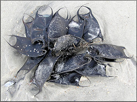 Skate Egg Cases "Mermaids Purses"