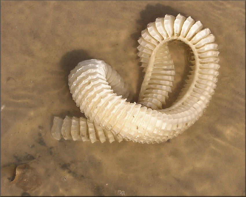 Busycon carica (Gmelin, 1791) Egg Capsules In Situ