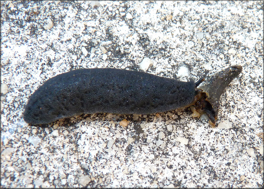 Belocaulus angustipes Black-velvet Leatherleaf Feeding On Deceased Member Of Its Own Species