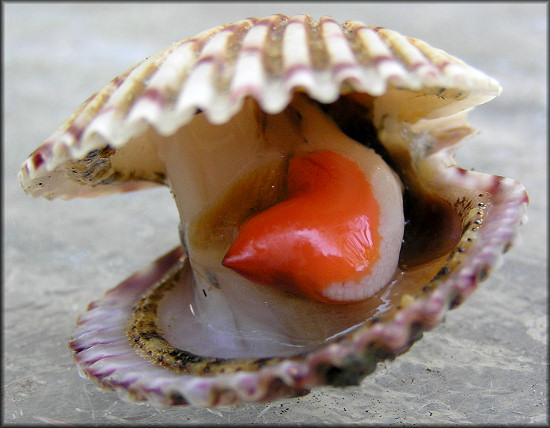 Argopecten gibbus (Linnaeus, 1758) Atlantic Calico Scallop