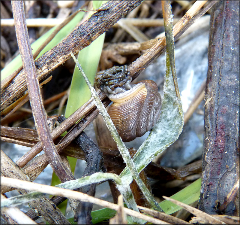 Triodopsis messana Hubricht, 1952 Pinhole Three-tooth In Situ