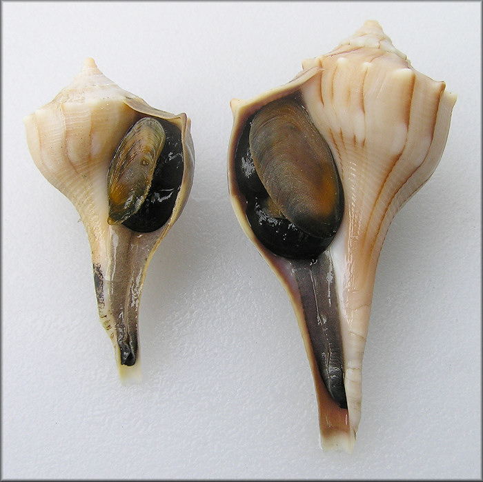 Reverse Coiled Busycon perversum (Linnaeus, 1758) Lightning Whelk