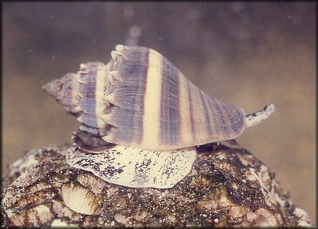 Melongena corona (Gmelin, 1791) Living Specimen