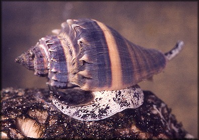 Melongena corona (Gmelin, 1791) Living Specimen