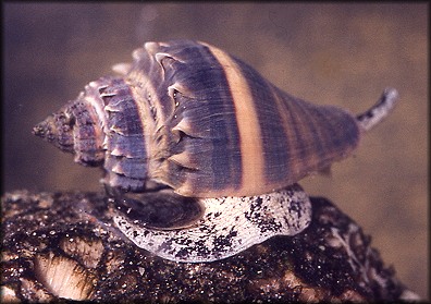 Melongena corona (Gmelin, 1791) Living Specimen