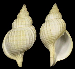 Fusitriton magellanicus laudandus Finley, 1926