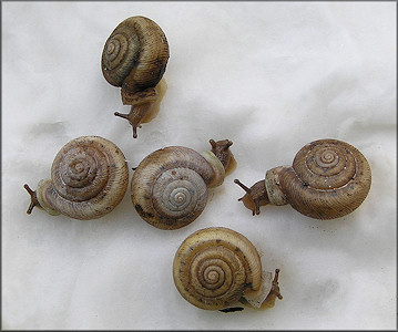 Selection Of Living Daedalochila uvulifera From St. Johns Industrial Parkway South Retention Pond