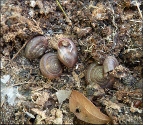 Triodopsis species "Florida Scrub Threetooth" In Situ