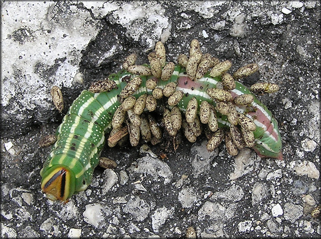 Pupal Stage Of Braconiid Wasp On Southern Pine Sphinx Moth Caterpillar [Lapara coniferarum]