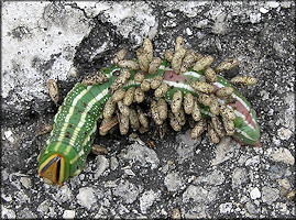 Pupal Stage Of Braconiid Wasp On Southern Pine Sphinx Moth Caterpillar