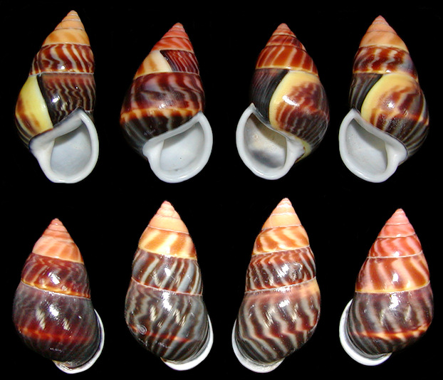 Amphidromus perverus butoti color form melannoma (Pfeiffer, 1852)