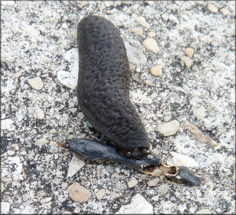 Belocaulus angustipes Black-velvet Leatherleaf Feeding On Deceased Member Of Its Own Species