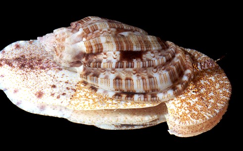 Harpa amouretta Rding, 1798 Living Specimen