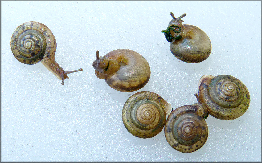 Daedalochila sp. aff. subclausa (Pilsbry, 1899) variant C, cf. Suwannee Liptooth