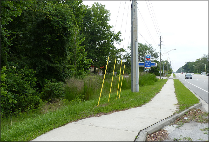 Daedalochila habitat on Old St. Augustine Road looking towards the west (6/7/2010) 