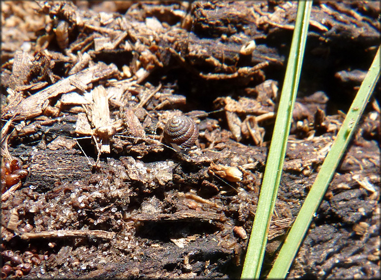 Strobilops texasianus Pilsbry and Ferriss, 1906 Southern Pinecone In Situ