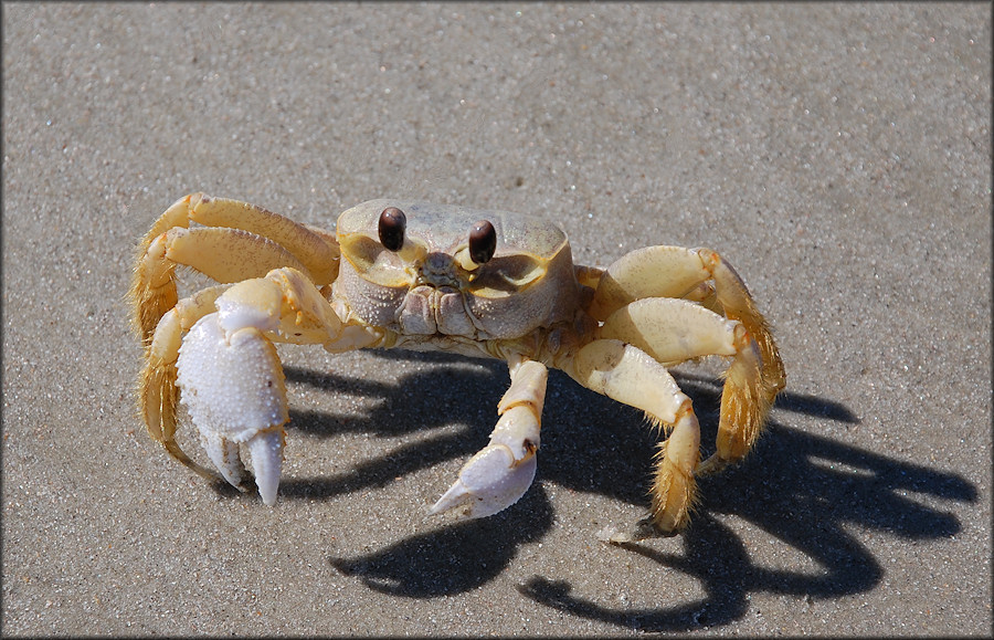 Ocypode quadrata Atlantic Ghost Crab