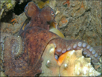 Octopus joubini Robson, 1929 Atlantic Pygmy Octopus