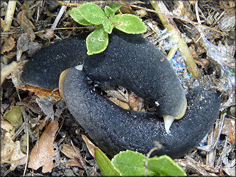 Belocaulus angustipes (Heynemann, 1885) Black-velvet Leatherleaf Mating