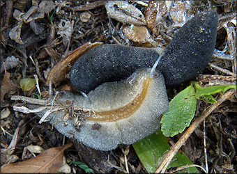 Belocaulus angustipes (Heynemann, 1885) Black-velvet Leatherleaf Mating